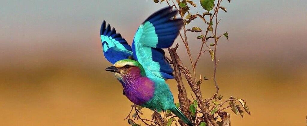 The colorful Lilac Breasted Roller or Coracias caudatus is a member of the roller family of birds normally found alone or in pairs.