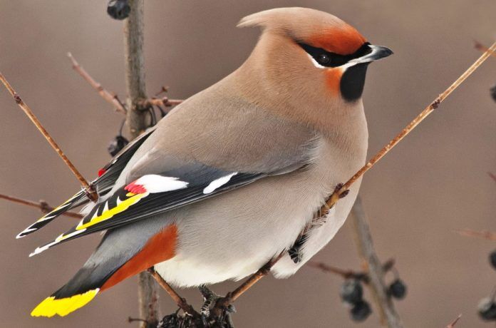 Bohemian Waxwing - Gorgeous Yellow Tip Tail Bird