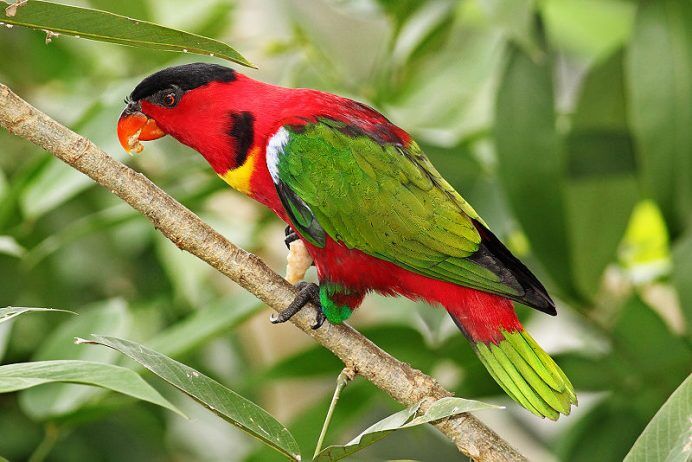 The yellow-bibbed lory (Lorius chlorocercus) is a monotypic species of parrot in the Psittaculidae family