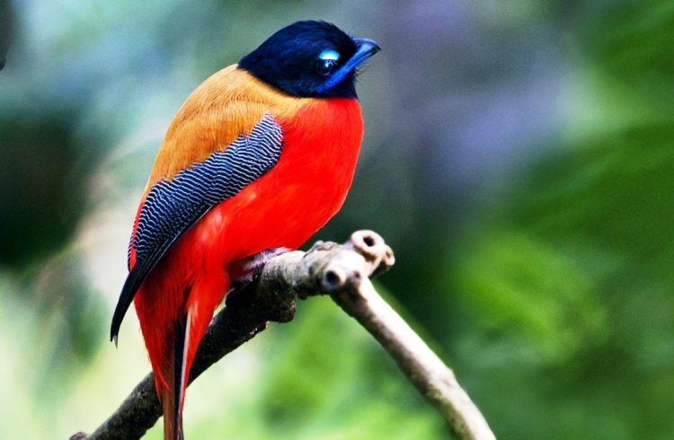 The Red-naped Trogon (Harpactes kasumba) is a species of bird belongs to Trogonidae family. 