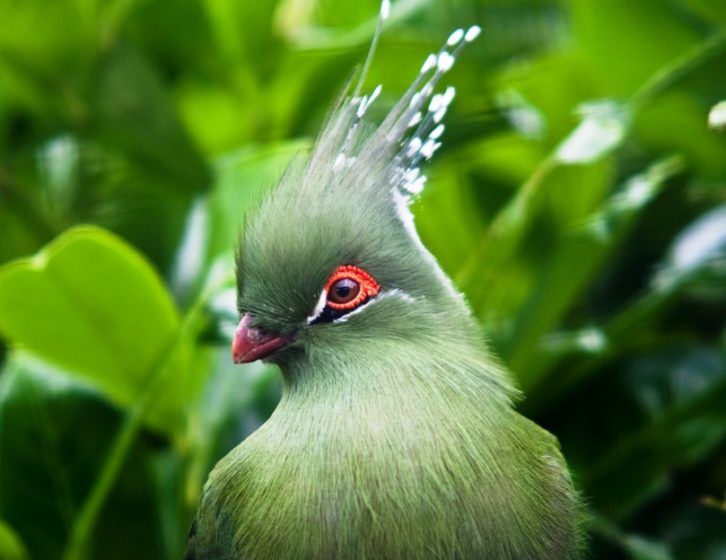The Schalow's turaco (Tauraco schalowi) is a frugivorous bird in the Musophagidae family.