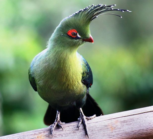 The bird is named after Herman Schalow, actually a mature birds have, on average, the longest crests of any turaco species.