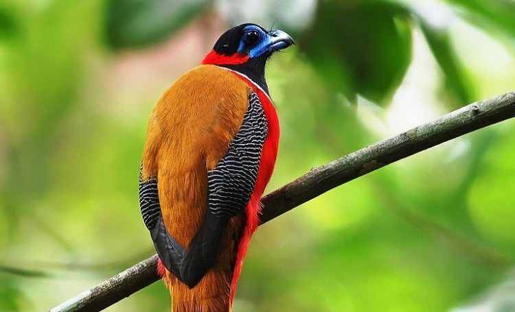 In spite of their strength of flight, red-naped trogons do not fly great distances, generally flying no more than a few hundred metres at a time. 