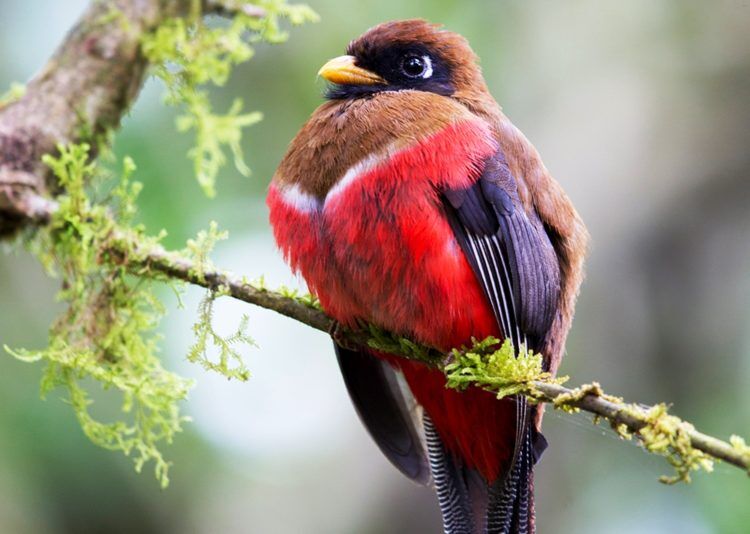 The most defining physical characteristic of the red-naped trogon is a band of bright red feathers around the back of the head, which gives the species its name. 