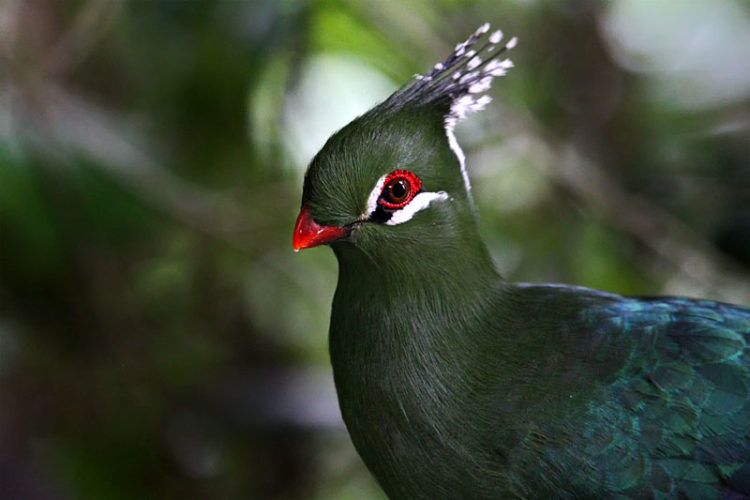 The bird is replaced in the eastern lowlands by Livingstone's turaco, which is similar in appearance and behavior. Like other turacos, it is a medium-sized bird, with short, rounded wings, a long tail, and a stout, curved bill. 