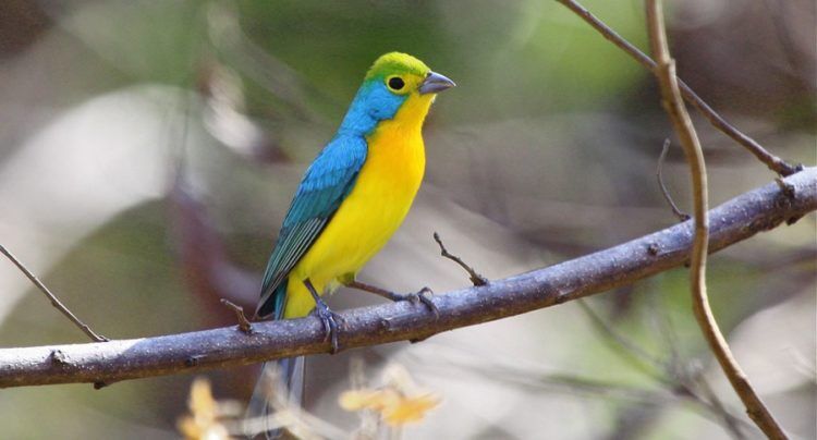 Hence, Females birds are immatures and entirely green above, with yellow lores, throat, and underparts are yellow, shaded with gray along the sides and chest. 
