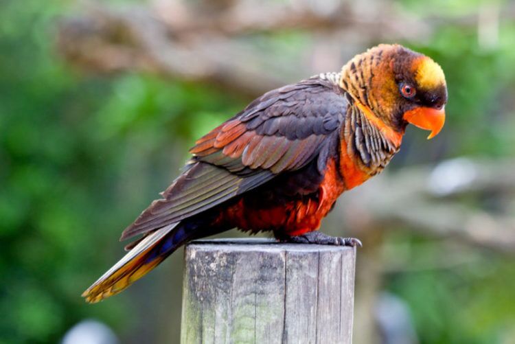 Dusky Lory Parrot (Pseudeos fuscata)