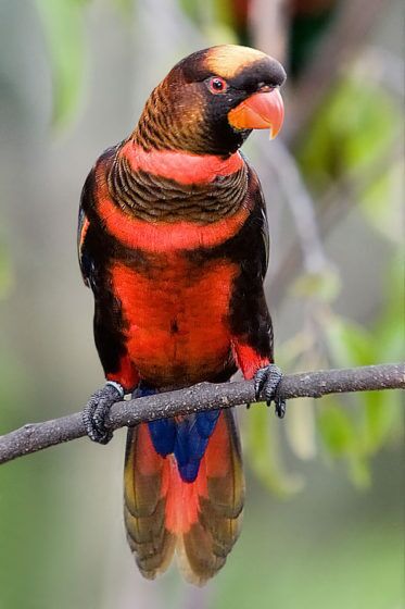 Dusky Lory Parrot (Pseudeos fuscata)