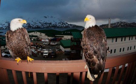 Unalaska - The Town Of Violent Bald Eagles