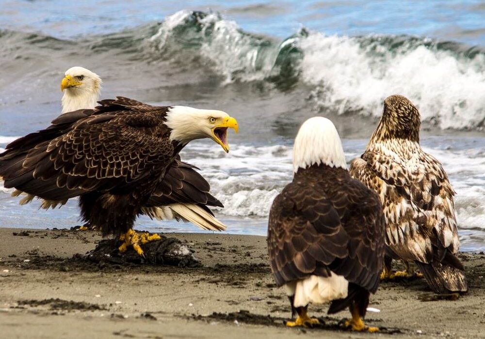 Unalaska - The Town Of Violent Bald Eagles