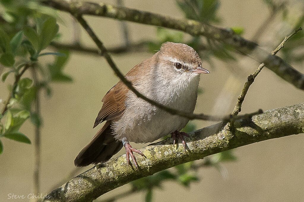 Cetti's Warbler 